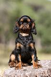 KING CHARLES SPANIEL 155